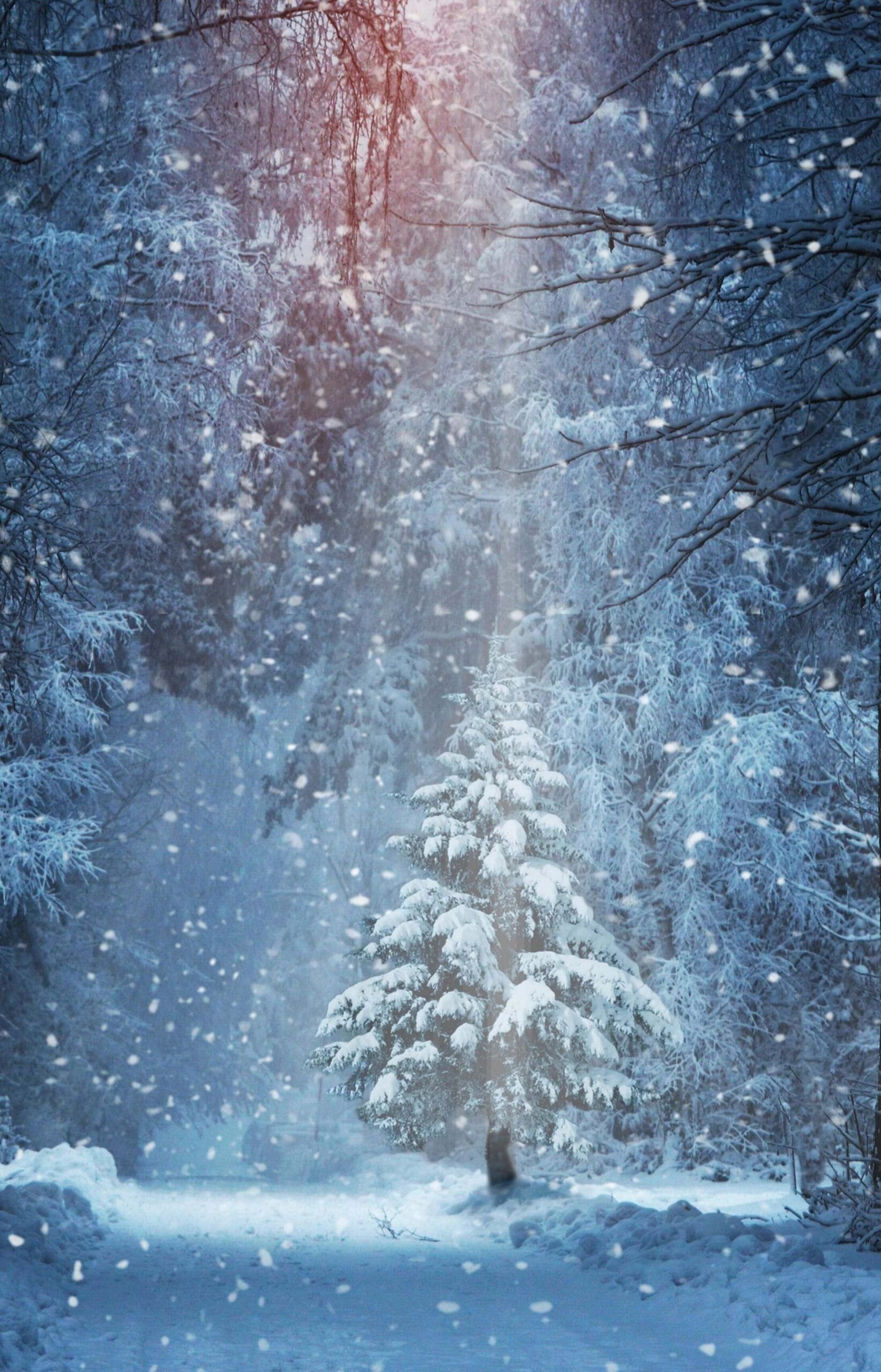 forest winter christmas tree 8k snowy 8k uhd snowfall christmas cards