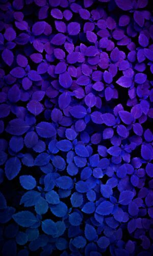 Fondo de pantalla de plantas purpuras para iPhone HD
