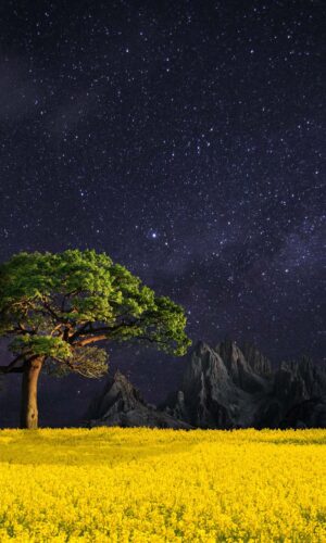 Papel de parede HD de paisagem de natureza noturna para