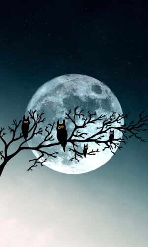 Halloween lune et hiboux IPhone fond decran HD