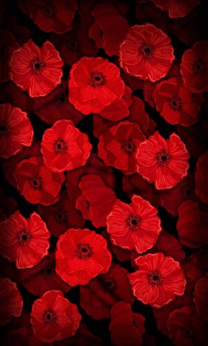 Fleurs rouges IPhone Fond decran HD
