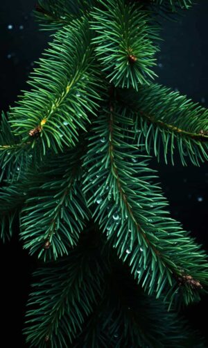 Branches of Christmas Tree iPhone Wallpaper 4K
